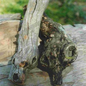 Dos troncos secos cruzados sobre una superficie de madera