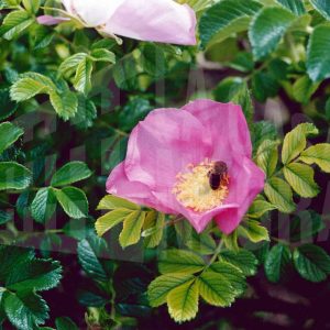 Una abeja sobre una rosa japonesa en un jardín