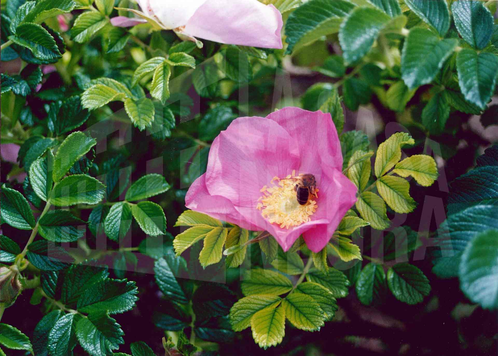 Una abeja sobre una rosa japonesa en un jardín