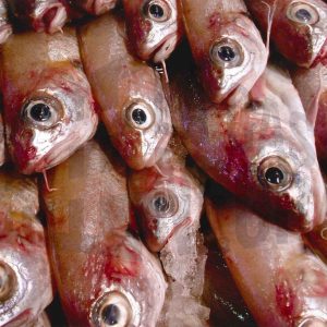 Salmonetes en una pescadería