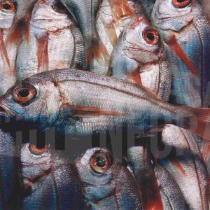 Peces en una pescadería