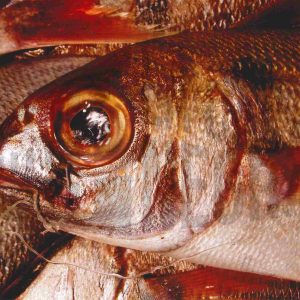 Un besugo en una pescadería