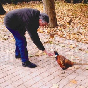 Un hombre da de comer a un faisán en el Jardín del Príncipe de Aranjuez