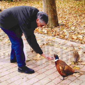 Un hombre da de comer a un faisán en el Jardín del Príncipe de Aranjuez
