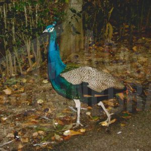 Un pavo real en el Jardín del Príncipe de Aranjuez