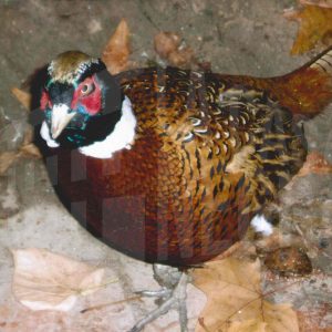 Un faisán en el Jardín del Príncipe de Aranjuez