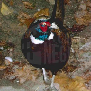 Un faisán en el Jardín del Príncipe de Aranjuez