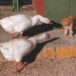 Dos patos y un gato