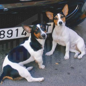 Dos perros junto a un coche