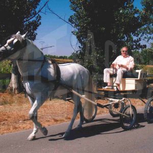 Un hombre en un carruaje tirado por un caballo en Aranjuez