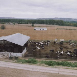 Vaquería en las inmediaciones de Aranjuez