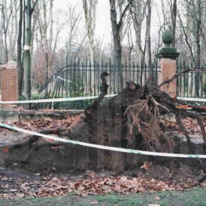 Verja del Jardín del Príncipe deteriorada tras caída de árbol, en Aranjuez