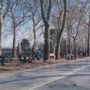 Campaña de plantación de árboles en la Calle de la Reina en Aranjuez