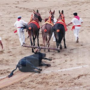 Las mulillas arrastran al primer toro de la corrida con motivo del bicentenario de la Plaza de Toros de Aranjuez