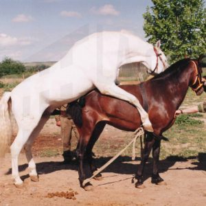 El caballo pura sangre ‘Cenete’ cubriendo a una yegua durante la II Parada Nacional de Sementales organizada por el Ministerio de Defensa en el Centro Equino de Legamarejo en Aranjuez
