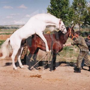 El caballo pura sangre ‘Cenete’ cubriendo a una yegua durante la II Parada Nacional de Sementales organizada por el Ministerio de Defensa en el Centro Equino de Legamarejo en Aranjuez