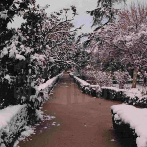 Jardín del Parterre  en Aranjuez tras una nevada