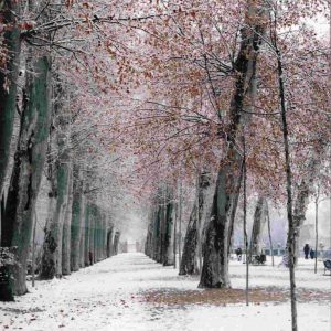 Jardín de la Isla en Aranjuez tras una nevada