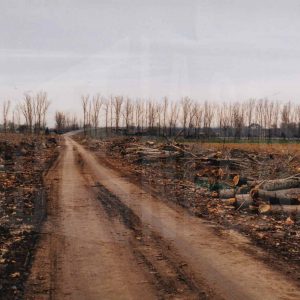 Tala y repoblación de la arboleda en las Doce Calles en Aranjuez