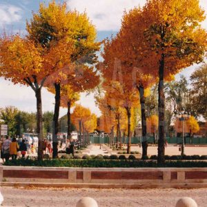 Vista de la Plaza de San Antonio en Aranjuez desde la Carrera de Andalucía en otoño