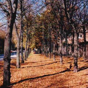 Paseo de tilos en otoño, en la Carretera de Toledo en Aranjuez
