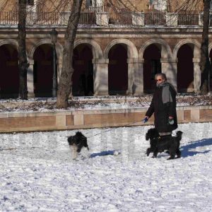 Señora pasendo perros en la Plaza de San Antonio de Aranjuez tras una nevada