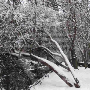 Árbol junto a la ría del Jardín de la Isla de Aranjuez tras una nevada