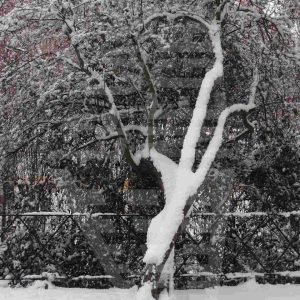Árbol junto a la ría del Jardín de la Isla de Aranjuez tras una nevada