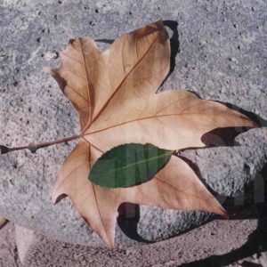 Almendro en flor en Aranjuez