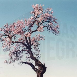 Almendro en flor en Aranjuez