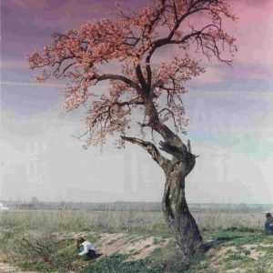 Arbol en flor en Aranjuez