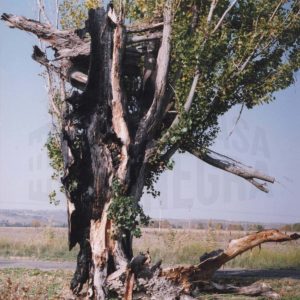 Arbol con parte de tronco seco y roto en el campo