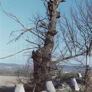 Arbol seco junto a unos hitos de piedra