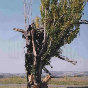 Arbol en el campo