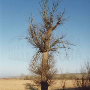 Arbol sin hojas en el campo