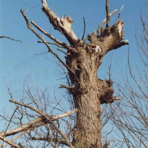 Arbol sin hojas en el campo