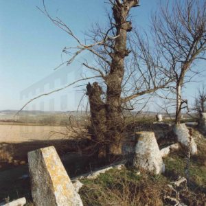 Arbol seco junto a unos hitos de piedra