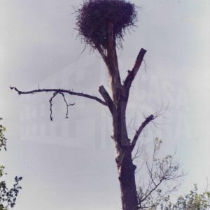 Cigüeñas en su nido en un árbol