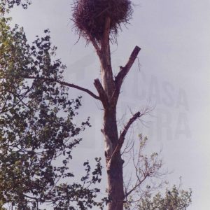Cigüeñas en su nido en un árbol