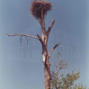 Cigüeñas en su nido en un árbol