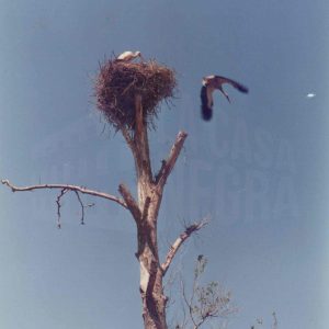 Cigüeñas en su nido en un árbol