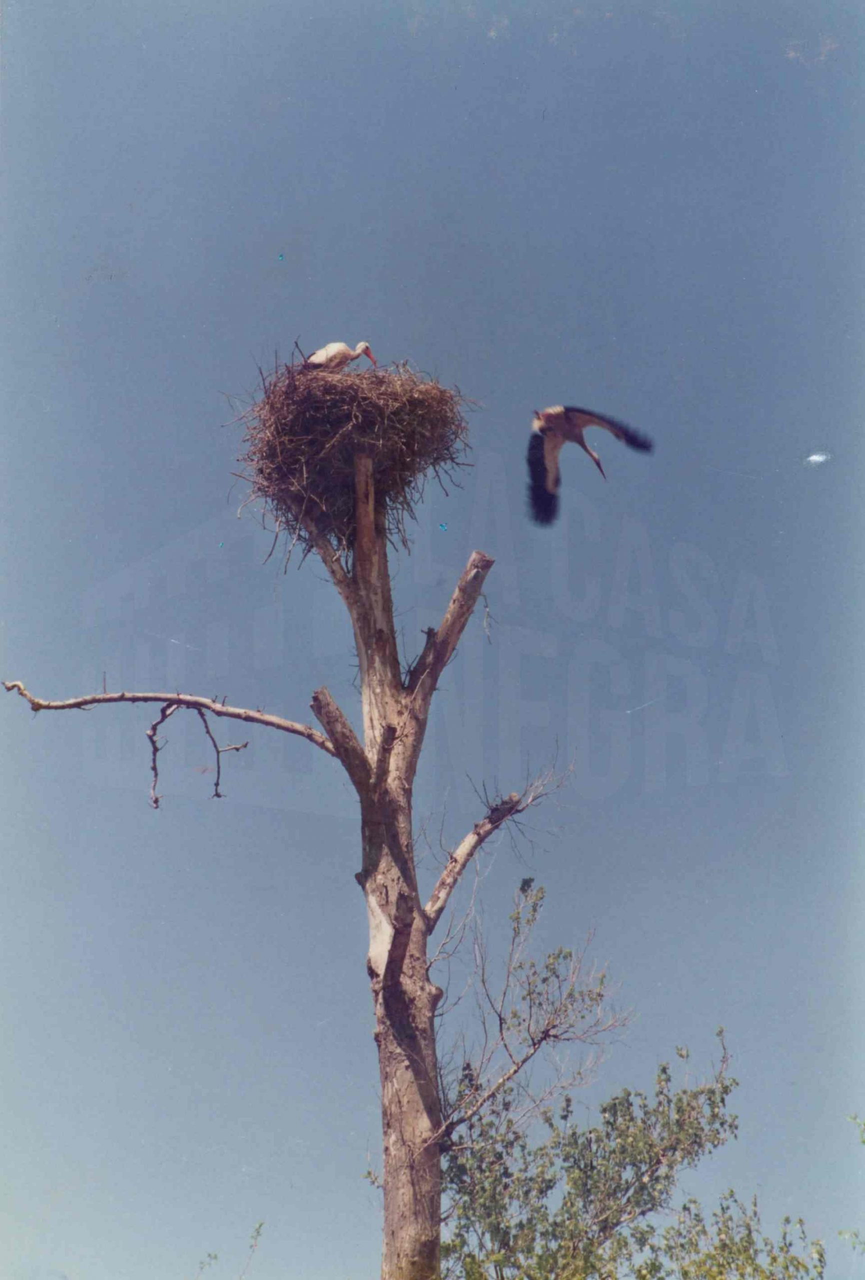 Cigüeñas en su nido en un árbol