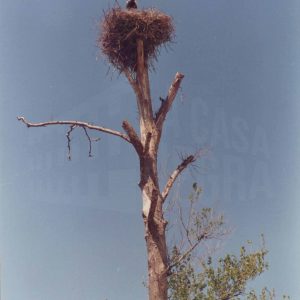 Cigüeñas en su nido en un árbol