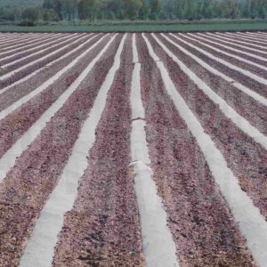 Campo horticola con lona de plástico