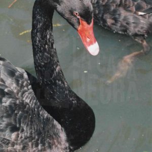 Cisnes negros en el Estanque de los Chinescos del Jardín del Príncipe de Aranjuez
