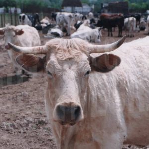 Vacas en una finca