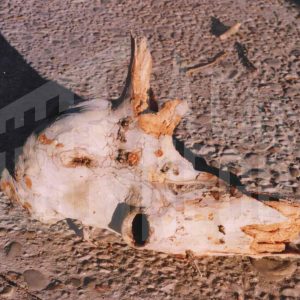 Sección de un tronco con forma de cabeza de animal