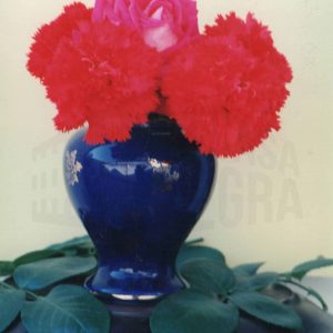Claveles y rosa en un jarrón