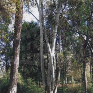 Árboles en el Jardín del Príncipe de Aranjuez