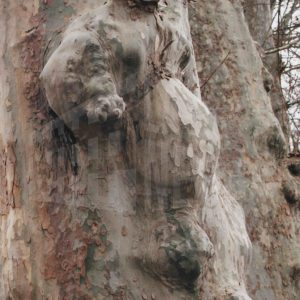 Relieve en un árbol con forma semejante a una figura de mujer embarazada sin cabeza.